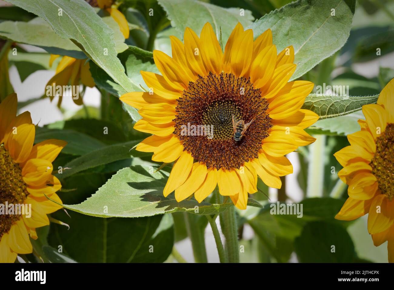 Gelbe Jerusalemer Artischocke Sonnenblumen Blüten (Helianthus tuberosus) in der Nähe von Honigbiene, auch Sonnenwurzel, Sonnenwurzel, Wildblumenblume, Topinambur genannt Stockfoto