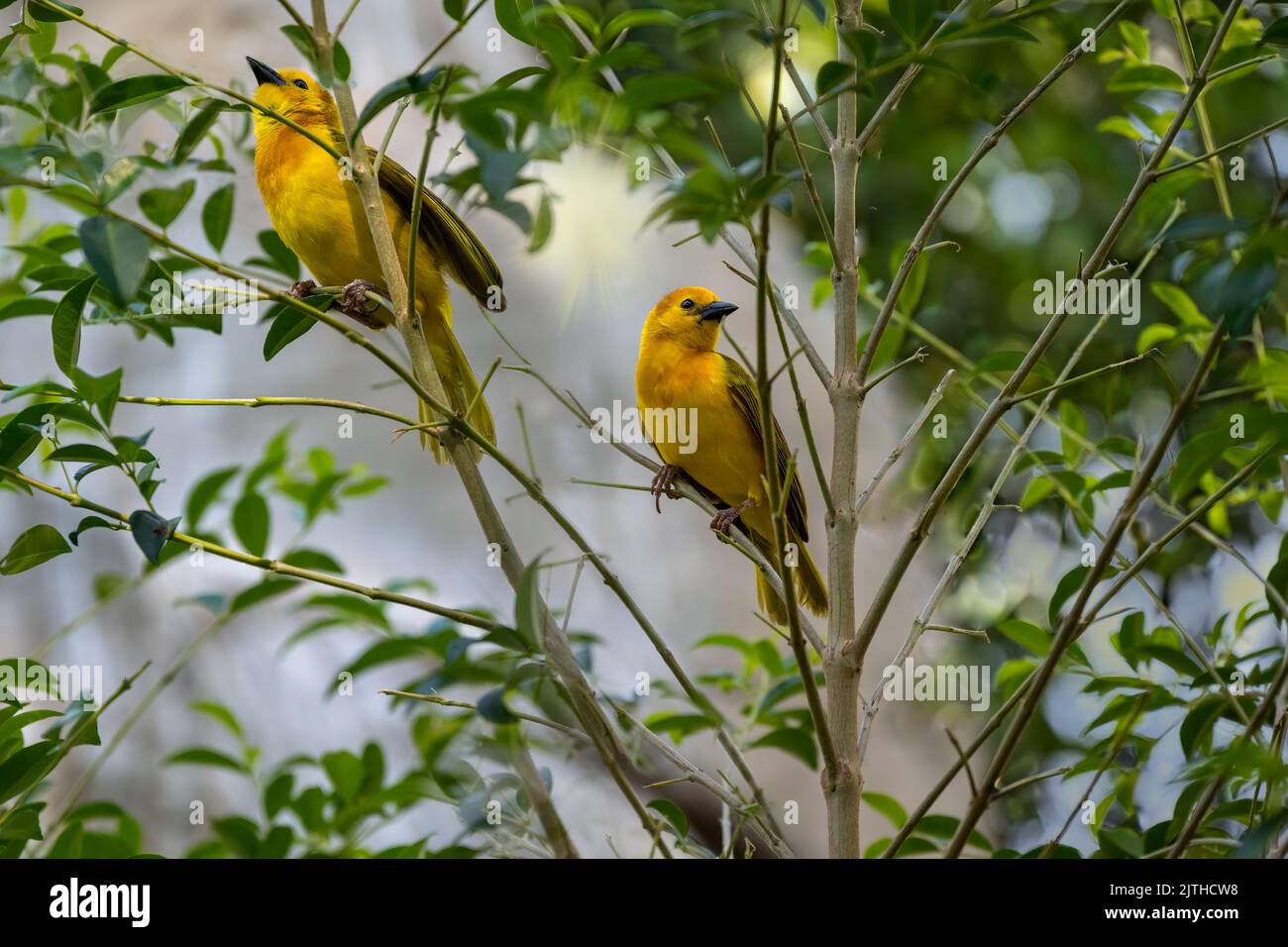 Zwei Taveta Golden Weaver Vögel (Ploceus castaneiceps) in einem Baum thront. Der Name des Vogels kommt von den einzigartigen Markierungen oder der Färbung des Vogels Stockfoto