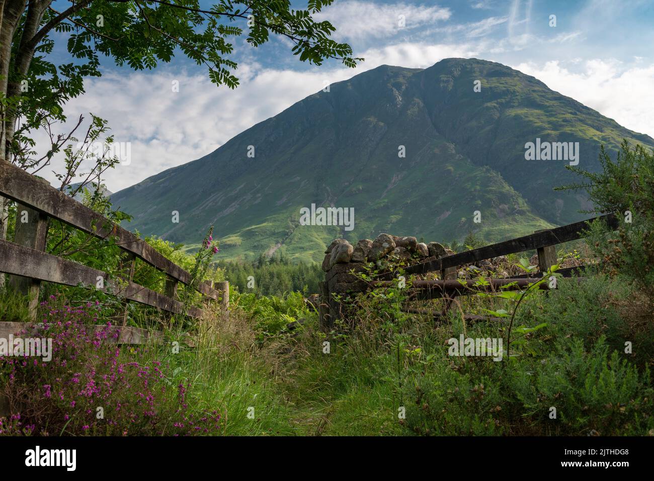 Nordwestlich von Schottland an einem sonnigen Sommermorgen, überwucherter Pfad, eingerahmt von Bäumen, der in die Szene in Richtung Nadelwald, in Richtung des Dramatischen führt Stockfoto