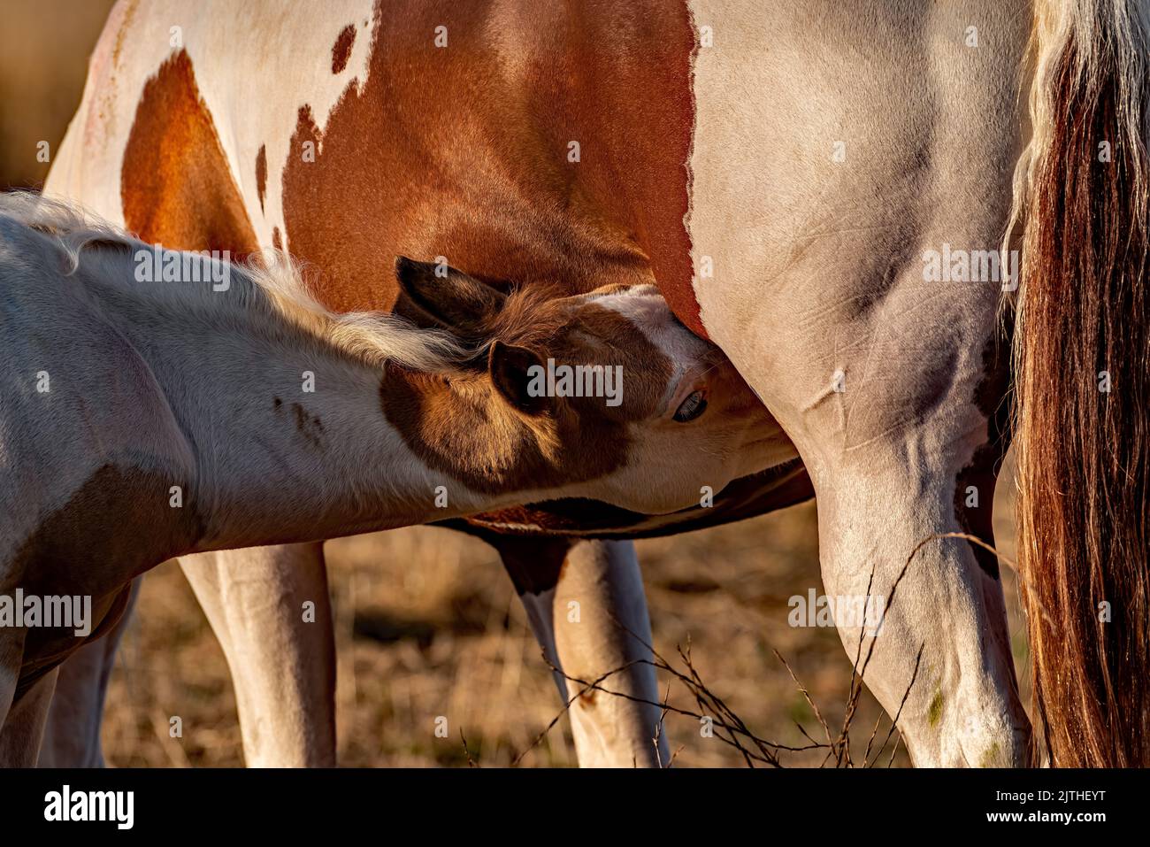 Fohlen beim Trinken frühmorgens auf einer Koppel im Kahlgrund beim Sonnenaufgang. Stockfoto