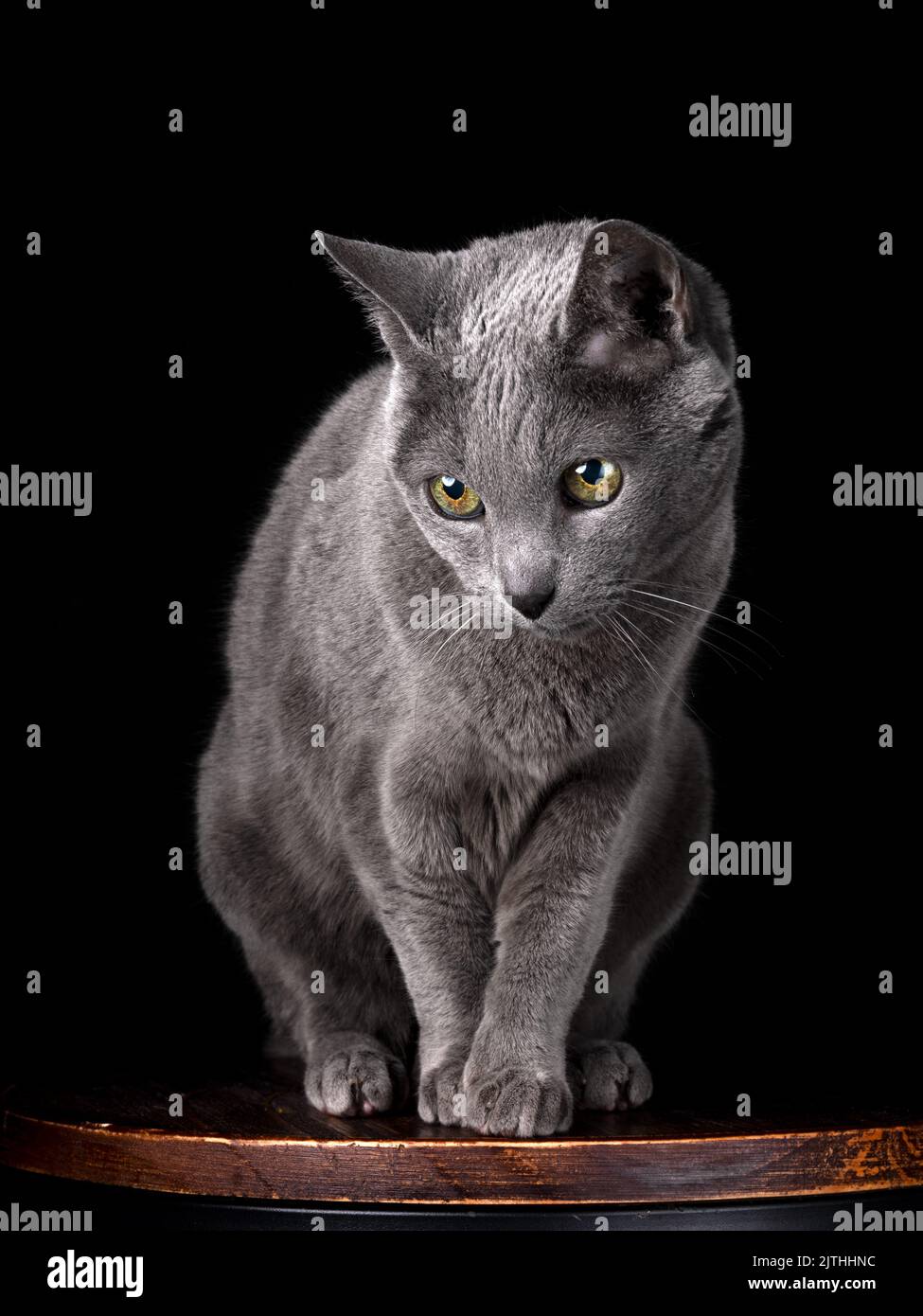 Elegante russische blaue Katze, die anmutig auf einem Barhocker vor schwarzem Hintergrund sitzt – Studio-Aufnahme mit stimmungsvoller Beleuchtung und minimaler Komposition. Stockfoto