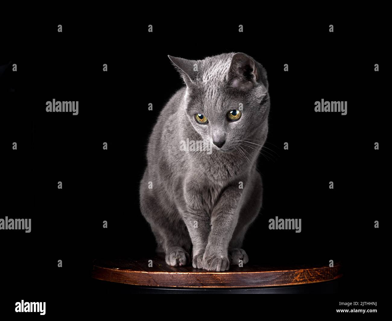 Elegante russische blaue Katze, die anmutig auf einem Barhocker vor schwarzem Hintergrund sitzt – Studio-Aufnahme mit stimmungsvoller Beleuchtung und minimaler Komposition. Stockfoto