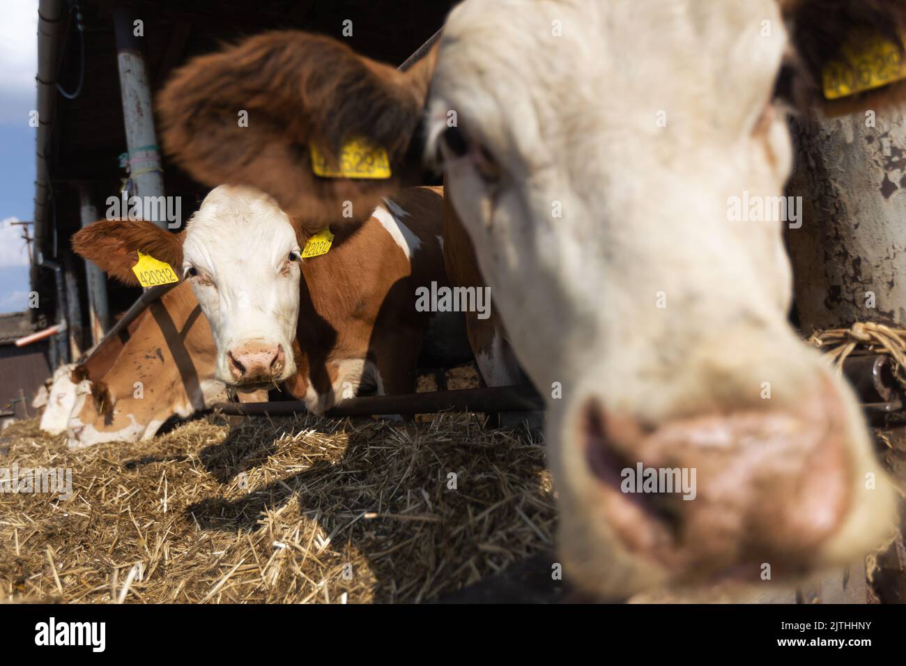Nahaufnahme von Kühen auf einem Bio-Bauernhof oder Land, landwirtschaftliches Konzept Stockfoto