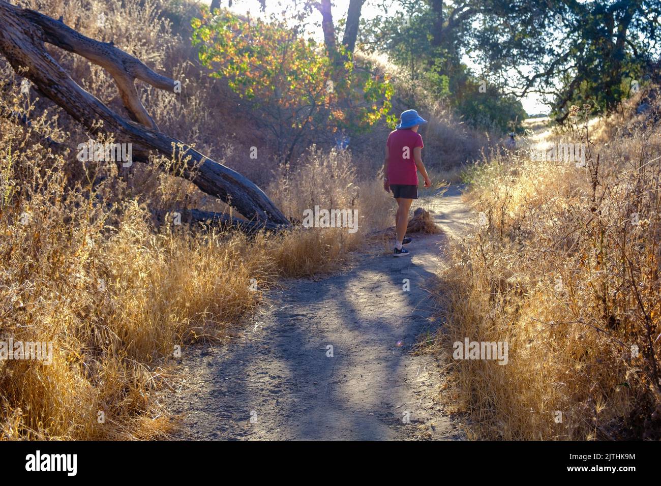 Eine Dame spaziert auf einem Feldweg mit Bäumen und trockenem Laub im Shell Ridge Nature Reserve, Walnut Creek, Kalifornien. Stockfoto