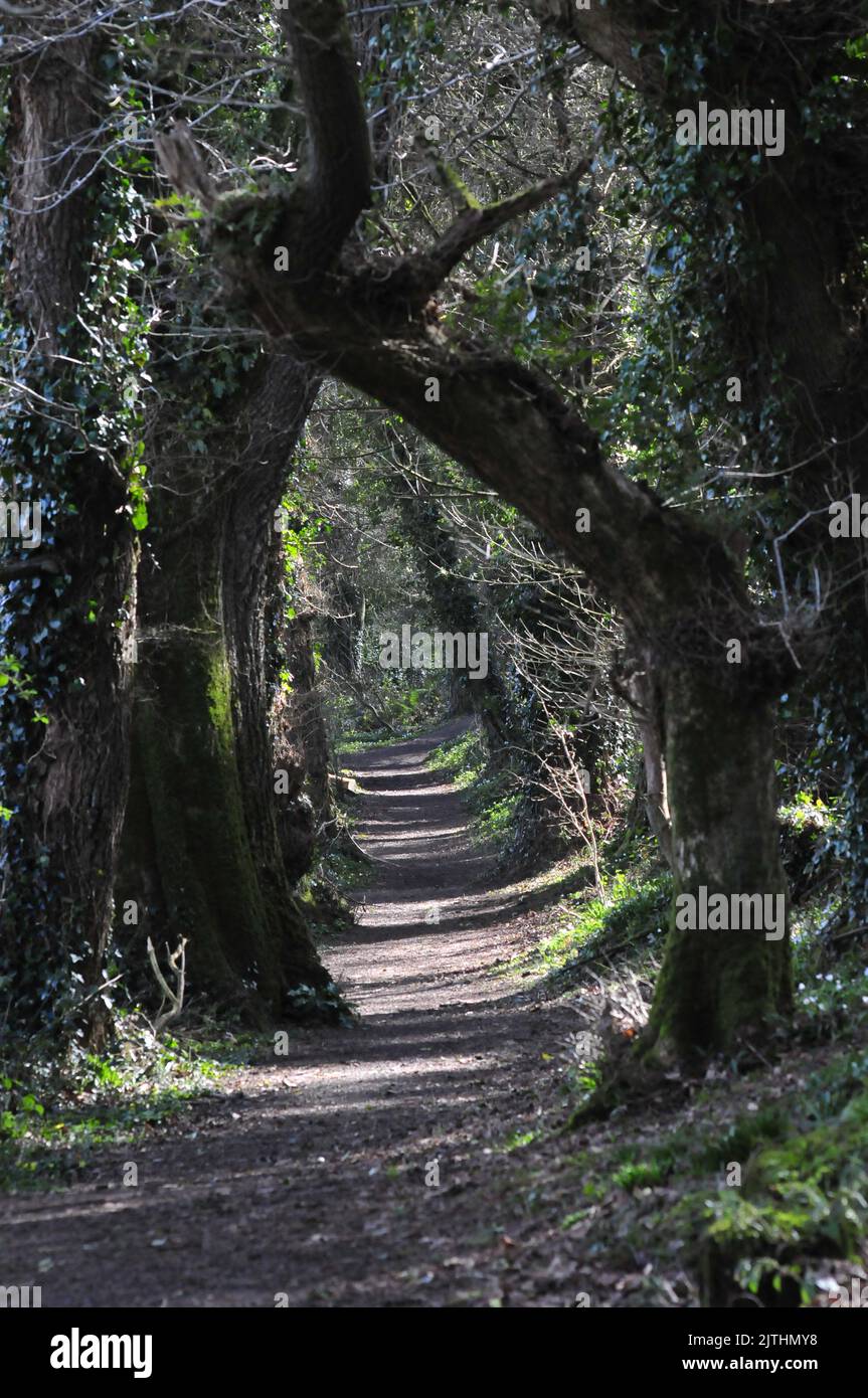 Waldweg in Irland Stockfoto