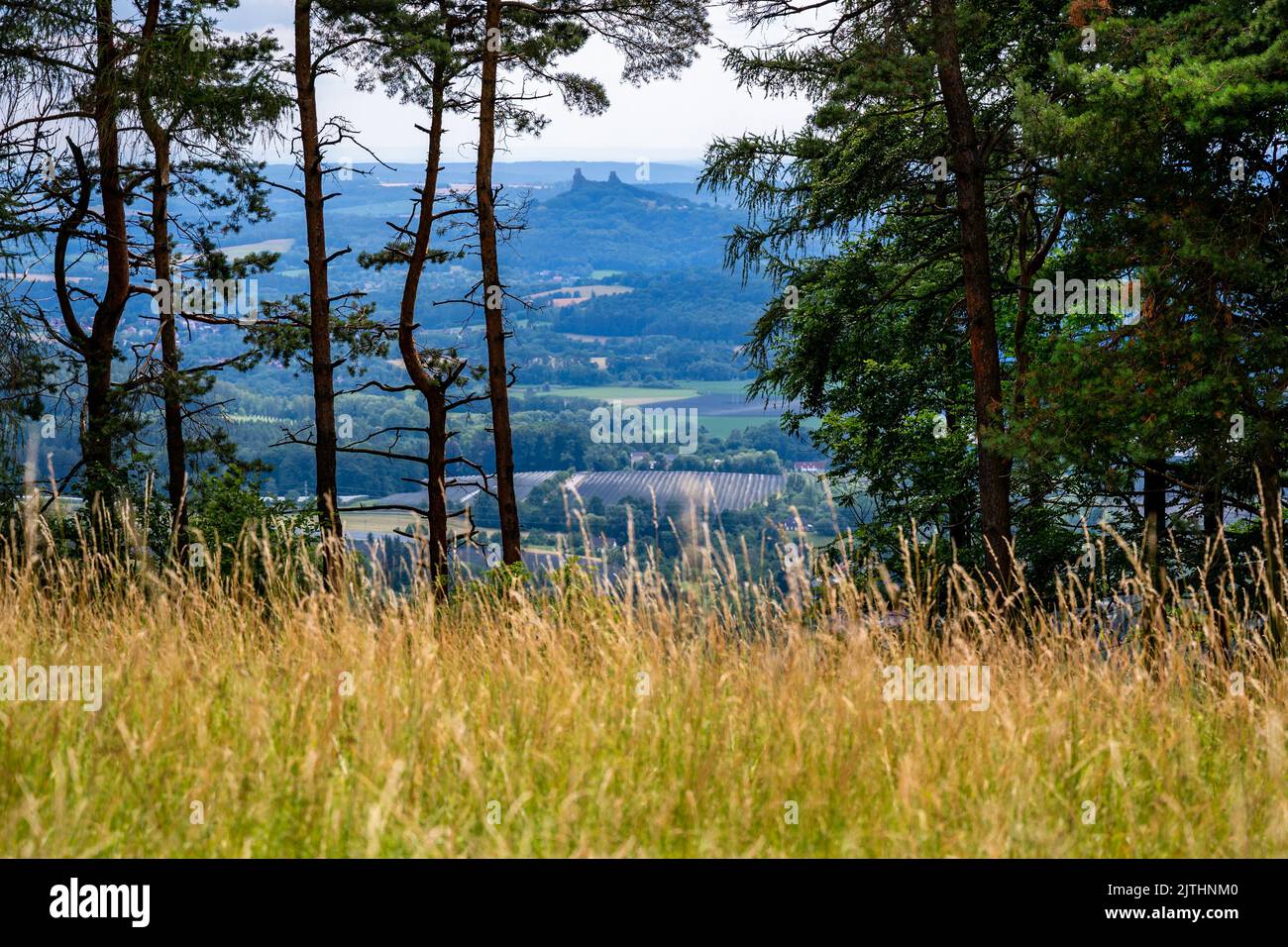 Fernansicht der Ruine der mittelalterlichen Burg Trosky am Horizont, Blick durch die Bäume von der Bergwiese auf dem Hügel Varta. Tschechische Paradies, Tschechische republik. Stockfoto