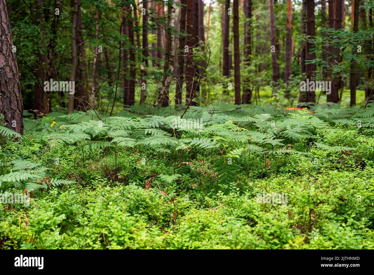 Farn und Heidelbeervegetation in Kiefernwäldern an sonnigen Sommertagen. Geschütztes Gebiet in der Nähe von Rohliny, Tschechische Paradies, Tschechische republik. Stockfoto