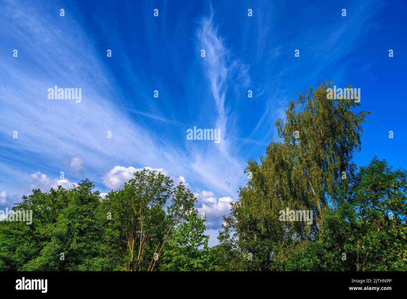 Grüne Baumkrone und blauer Himmel mit Schleierwolke an sonnigen Sommertagen. Stockfoto