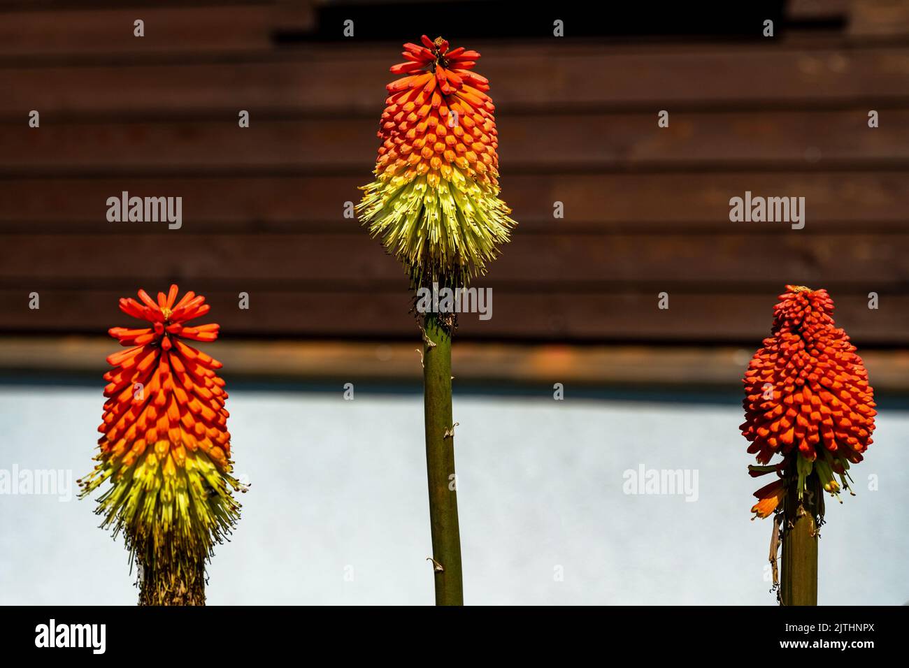 Attraktive, lebendige Farbe der Kniphofia uvaria (Tritoma, Red hot Poker, auch genannt) Blume auf Holzhintergrund. Stockfoto