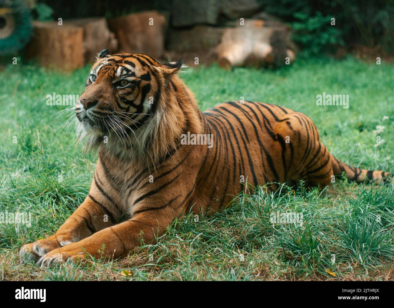 Tiger liegt auf dem Gras Stockfoto