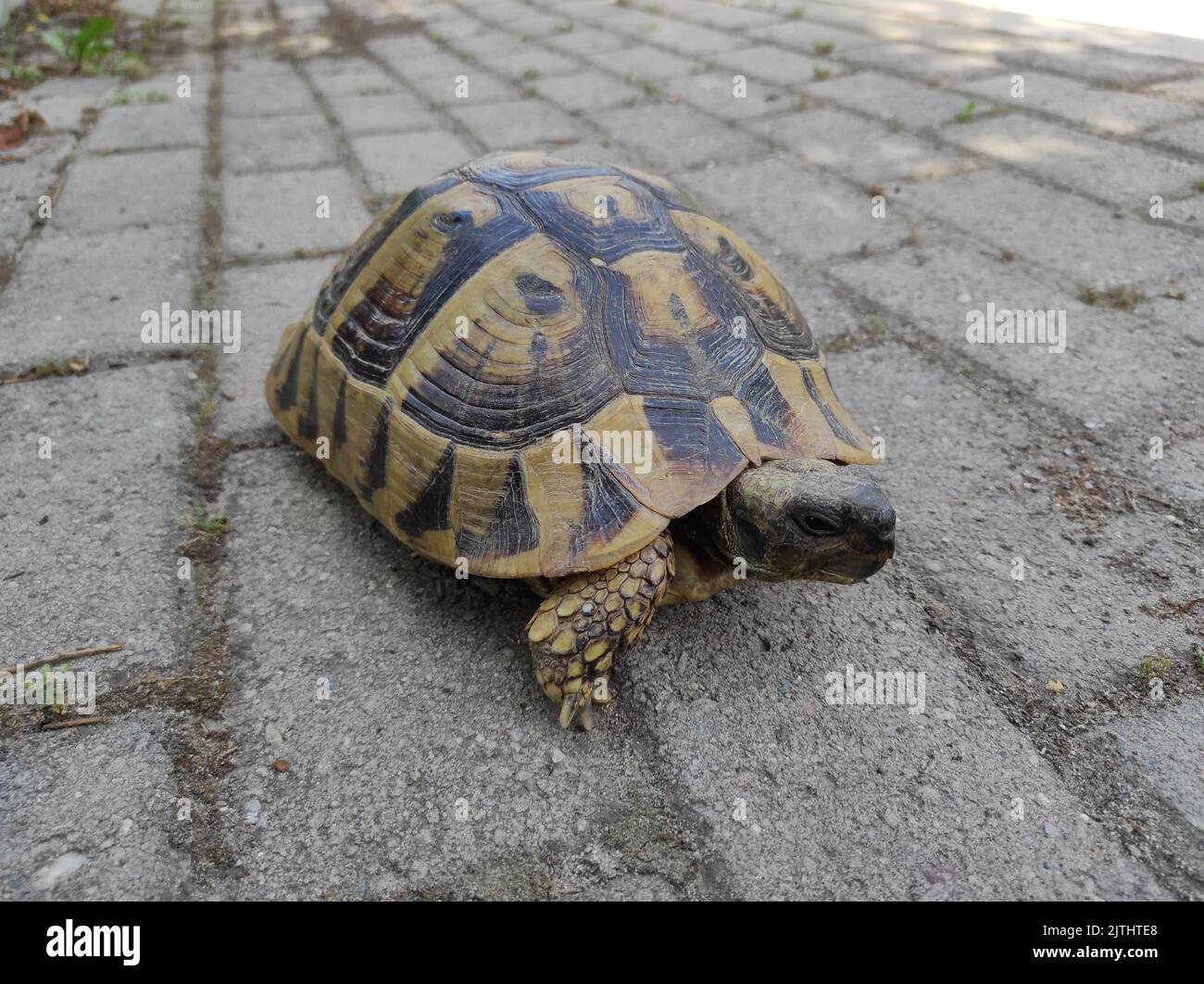 Nahaufnahme einer Schildkröte, die im Park läuft Stockfoto