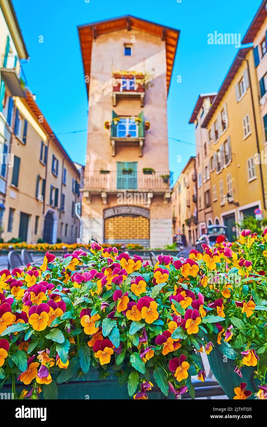 Die bunten Stiefmütterchen in Töpfen vor den mittelalterlichen Häusern der Altstadt von Brescia, Italien Stockfoto