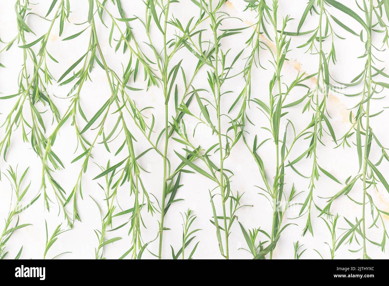 Natürliches ätherisches Öl in der Bernsteinflasche Concept Green Leaves Kosmetik Stockfoto