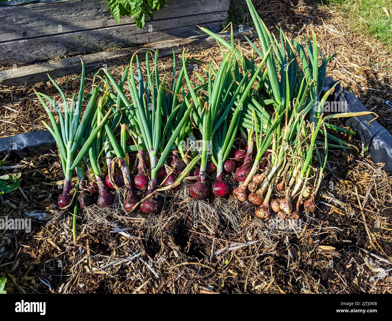 Zwiebeln frisch aus einem Hochbeet in einem Gemüsegarten geerntet. Stockfoto