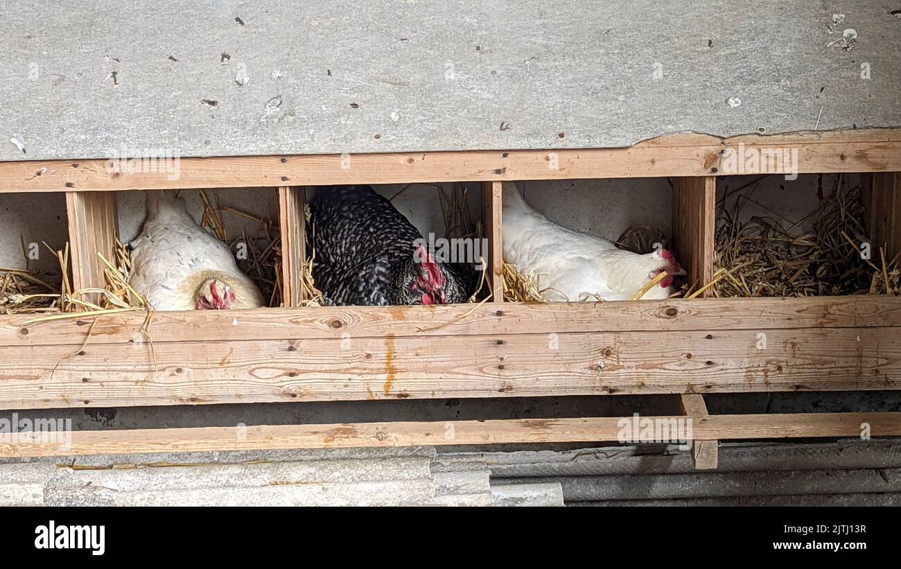 Drei Hühner in Nistkästen legen Eier auf einem Bauernhof. Stockfoto