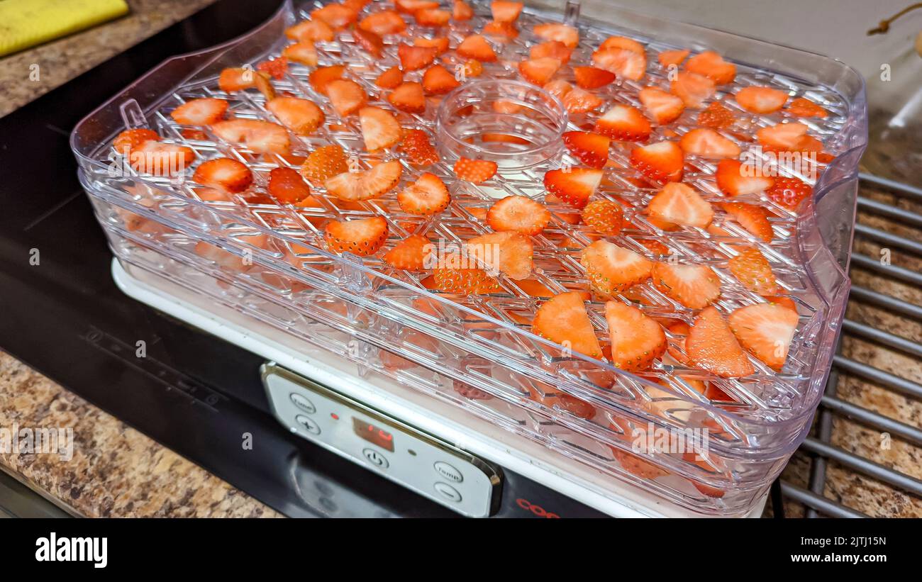 Erdbeeren in Scheiben geschnitten und auf Schalen zur Dehydrierung für die langfristige Lagerung gelegt. Stockfoto