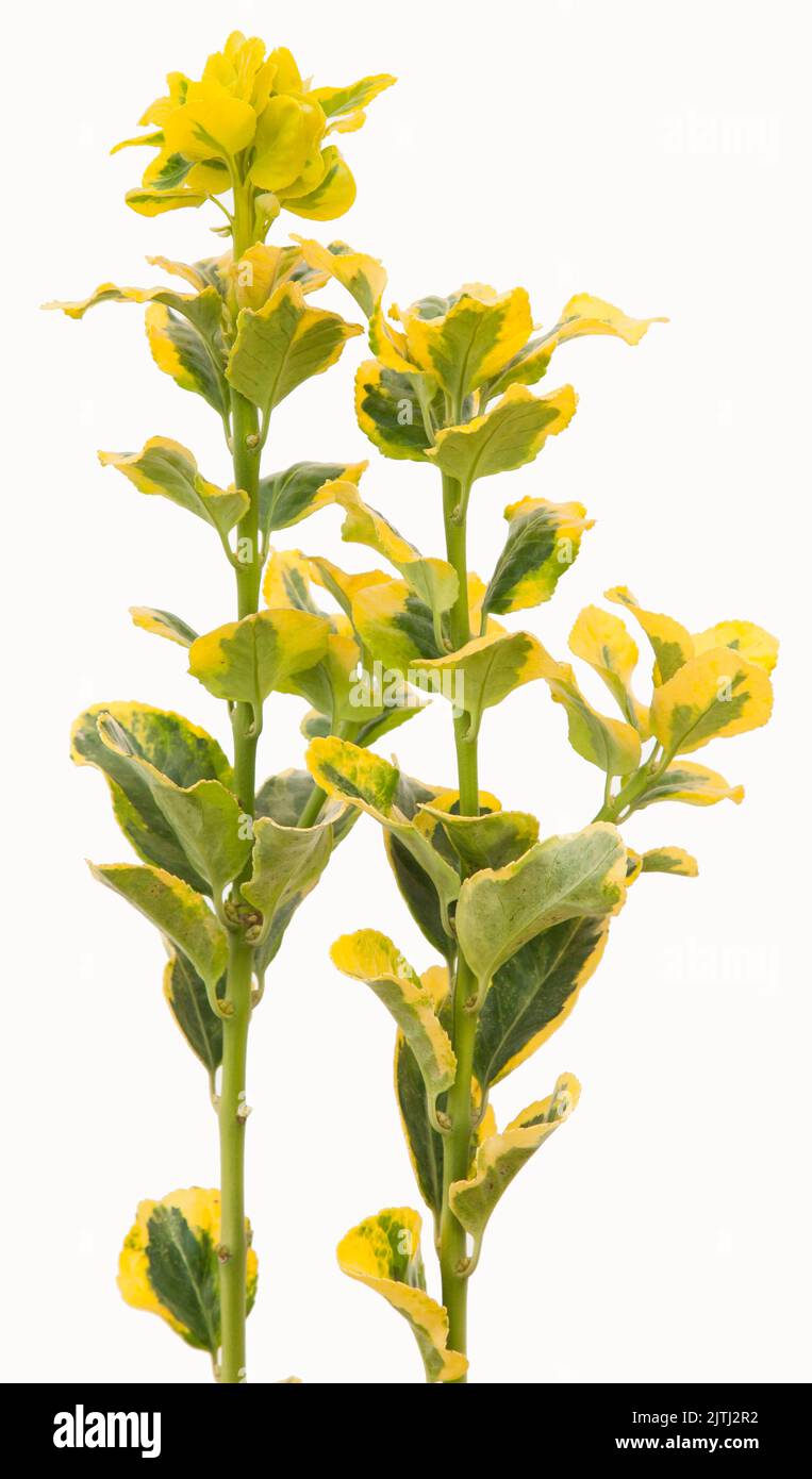 Euonymus fortunei Smaragdgold-Pflanze auf isoliertem weißem Hintergrund, selektiver Fokusschuss. Stockfoto