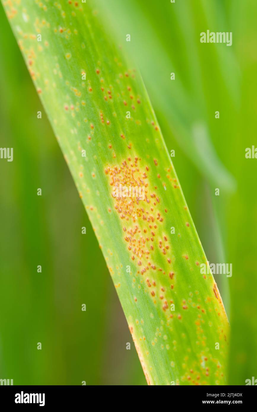 Lauch-Rust (Puccinia porri oder Puccinia allii) auf Knoblauchblättern (Allium sativum). Stockfoto