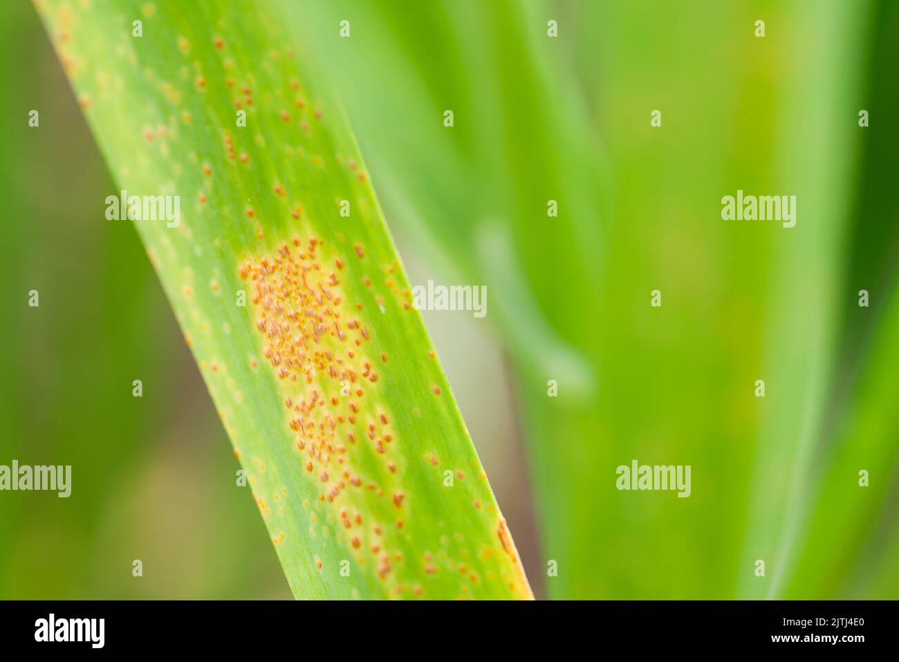 Lauch-Rust (Puccinia porri oder Puccinia allii) auf Knoblauchblättern (Allium sativum). Stockfoto