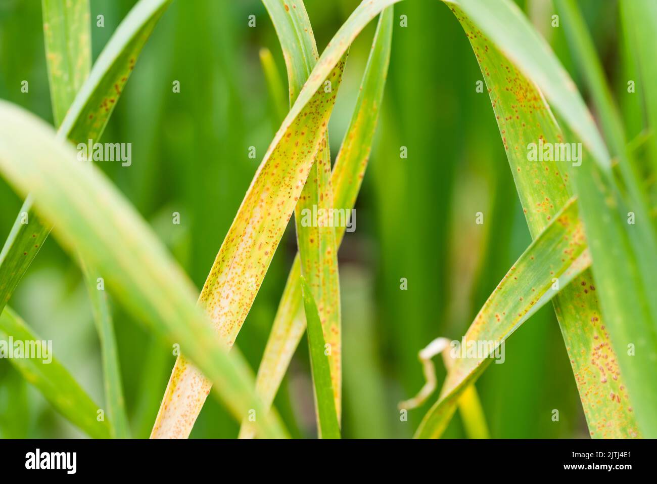 Lauch-Rust (Puccinia porri oder Puccinia allii) auf Knoblauchblättern (Allium sativum). Stockfoto