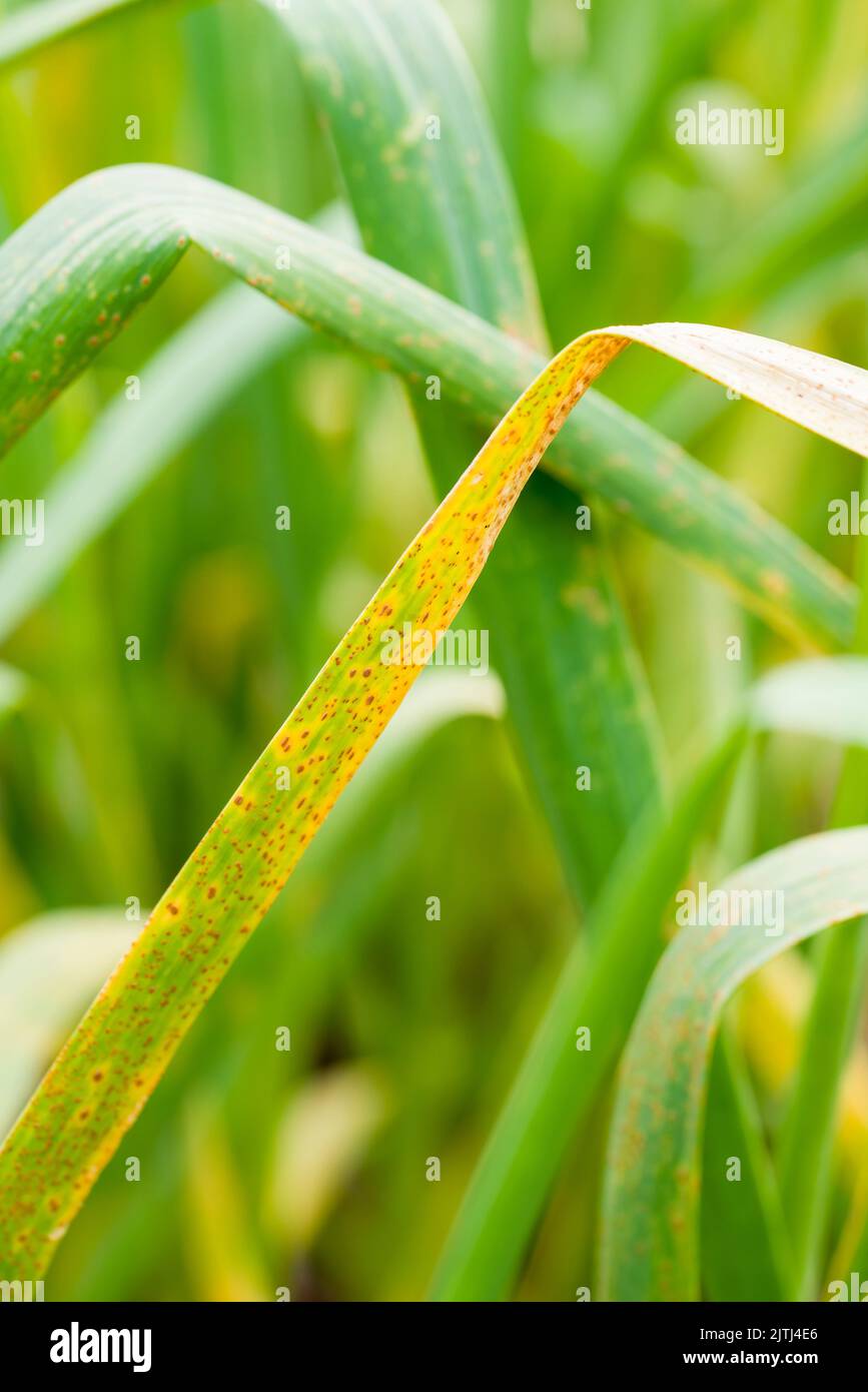 Lauch-Rust (Puccinia porri oder Puccinia allii) auf Knoblauchblättern (Allium sativum). Stockfoto