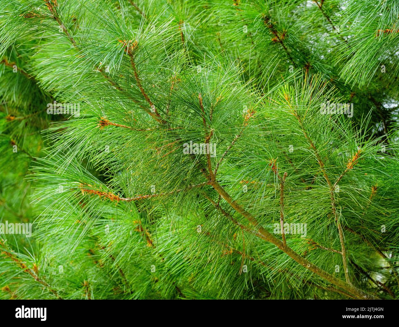 Lange Nadeln einer dekorativen Kiefer mit einem bunten grünen Farbton Stockfoto
