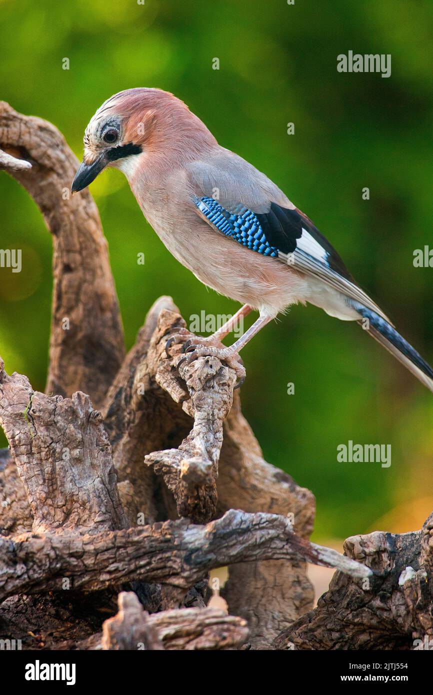 Eichelhäher Garrulus glandarius, Flusses Tajo, Nationalpark Monfragüe, Wellness, ZEPA, Biosphärenreservat, Provinz Cáceres, Extremadura, Spanien, Europa Stockfoto