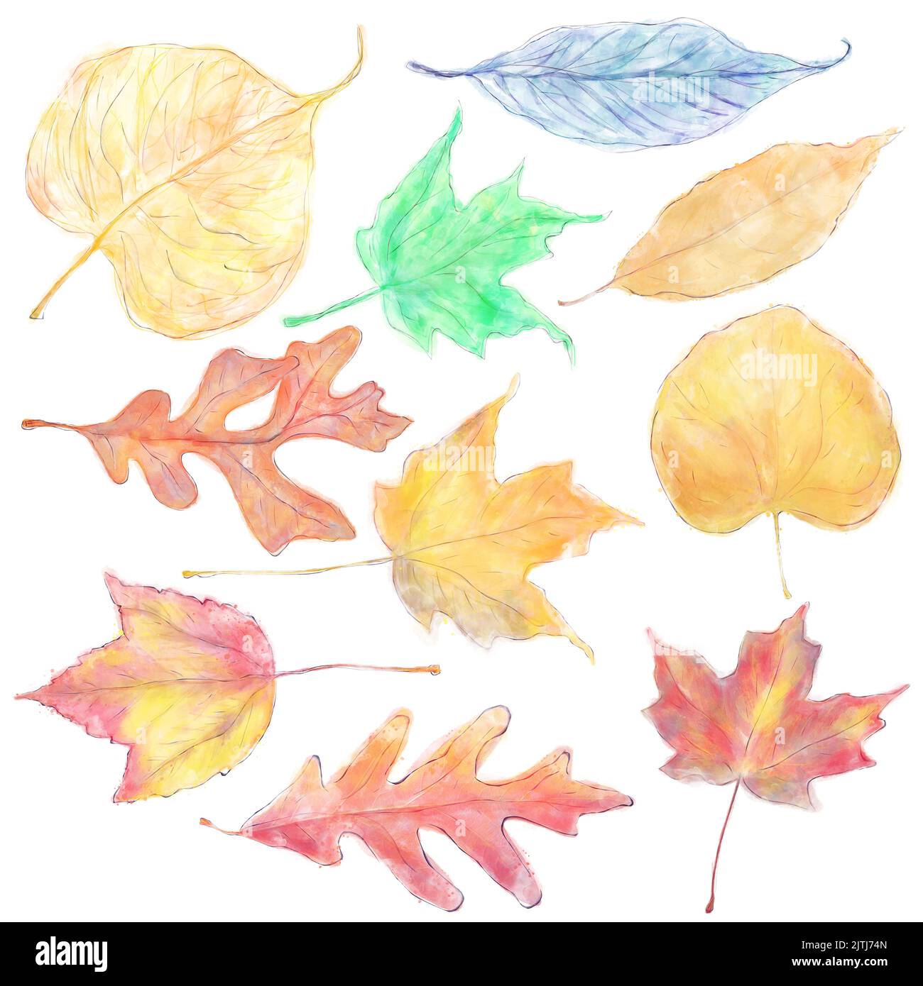 Aquarell bunte Herbstblätter isoliert auf weißem Hintergrund Stockfoto