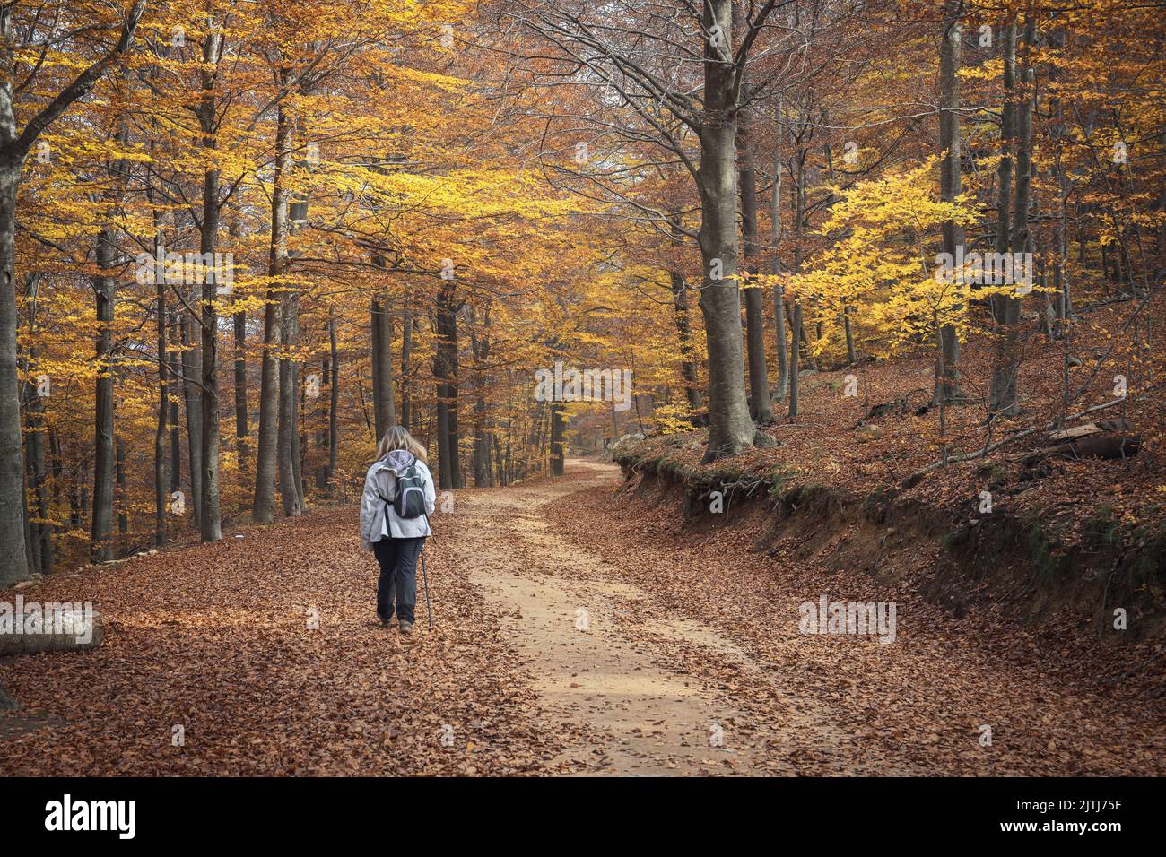 Frau, die im Herbst in einem Buchenwald spazierengeht Stockfoto