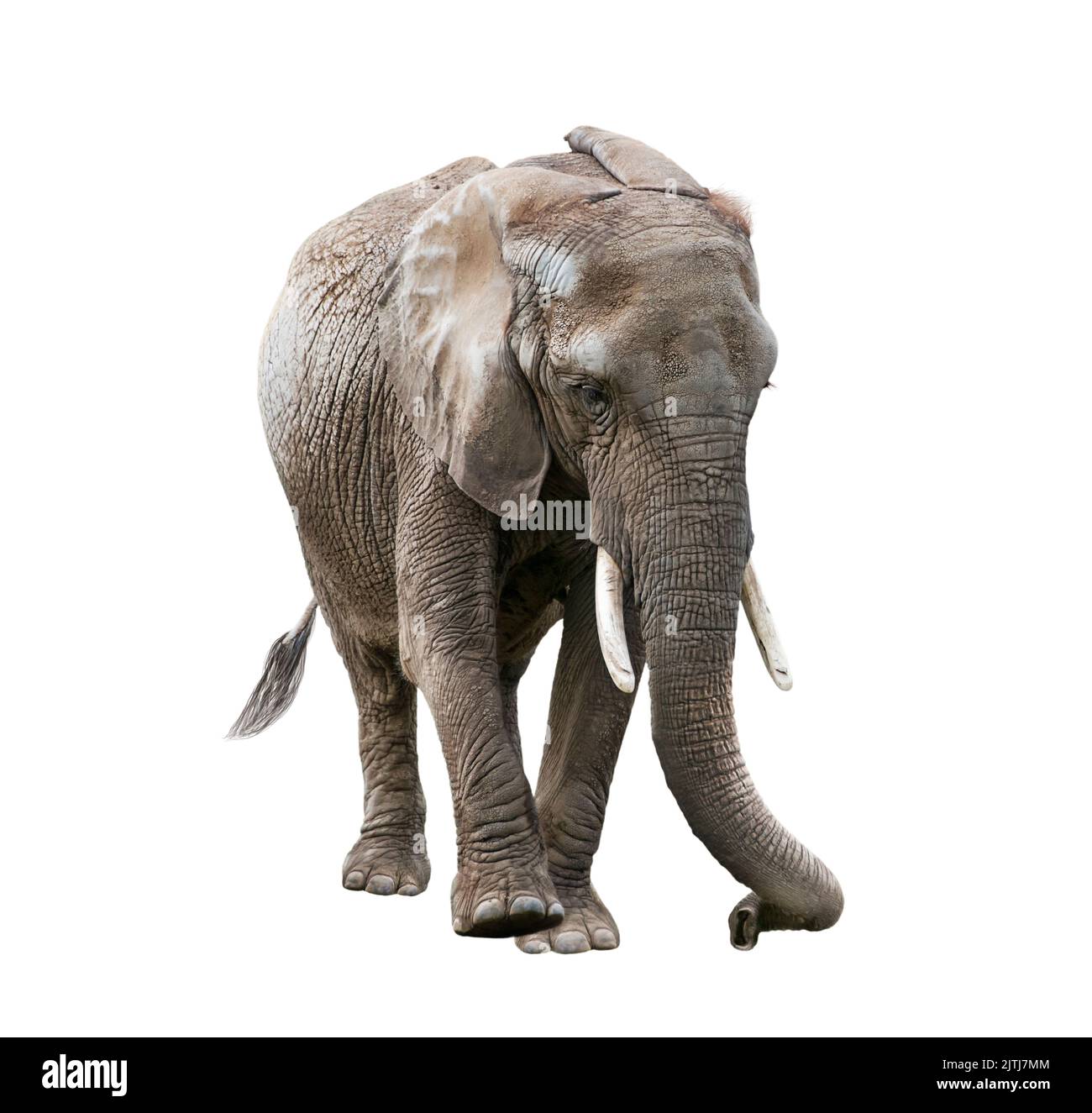 Junger afrikanischer Elefant isoliert auf weißem Hintergrund Stockfoto
