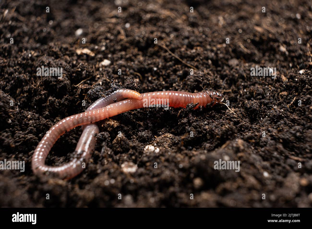 Großer schöner Regenwurm im schwarzen Boden, Nahaufnahme Stockfoto