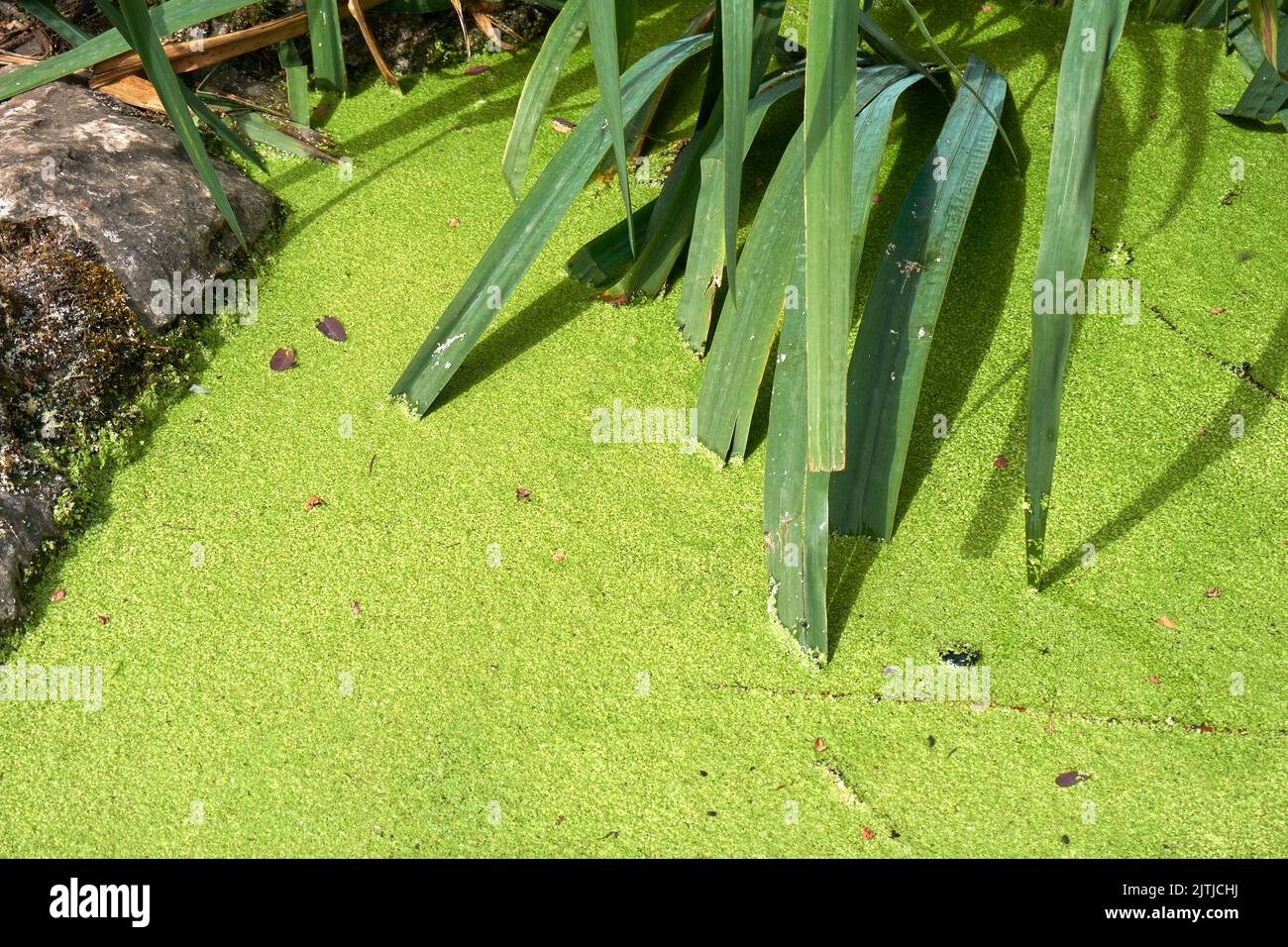 Decke unkraut gartenteich Fotos und Bildmaterial in hoher Auflösung