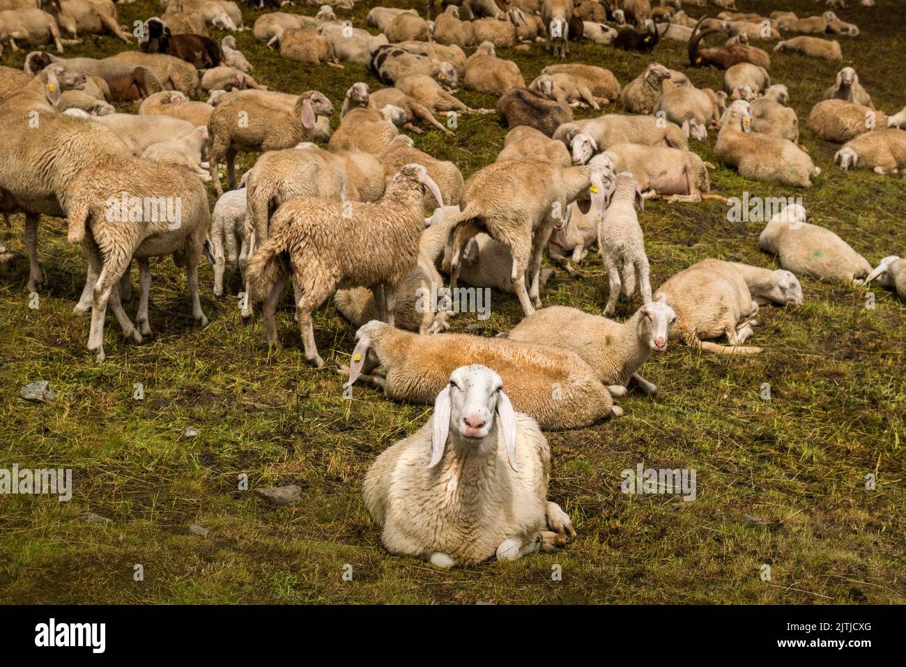 Herd, Rhemes Notre Dame Valley, Aostatal Italien Stockfoto