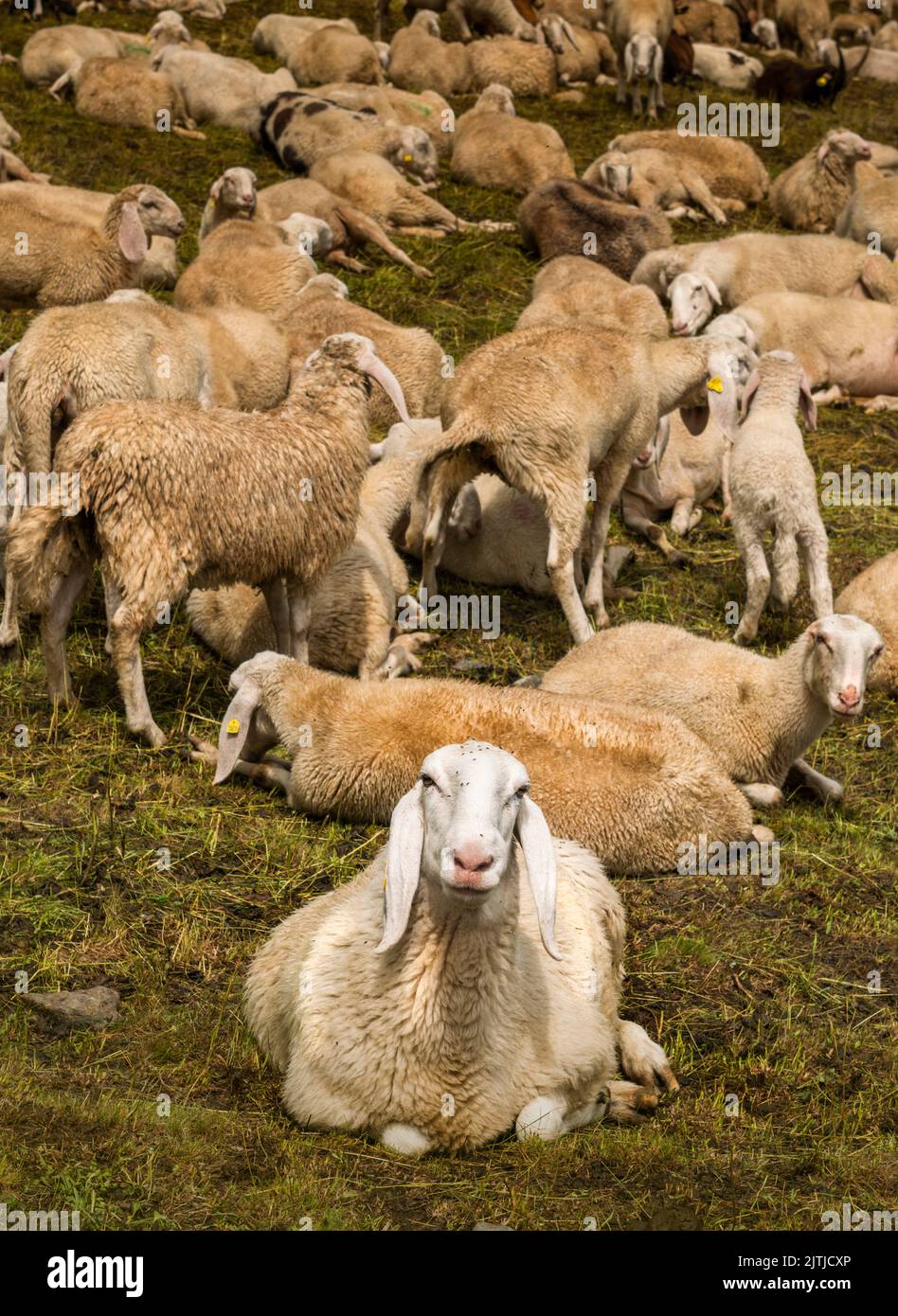 Herd, Rhemes Notre Dame Valley, Aostatal Italien Stockfoto
