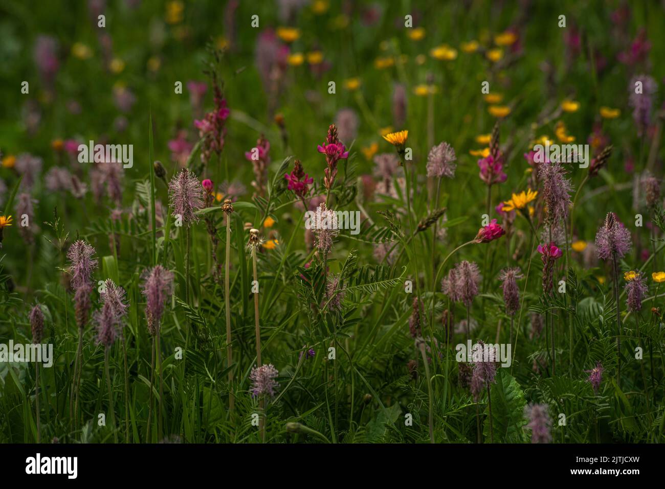 Alpenblumen, Rhemes Notre Dame Valley, Aostatal Italien Stockfoto