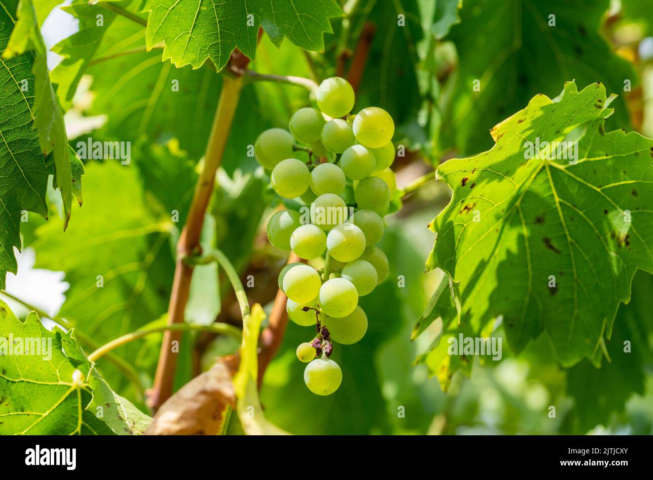 Gelber Wein vor der Herbsternte Stockfoto