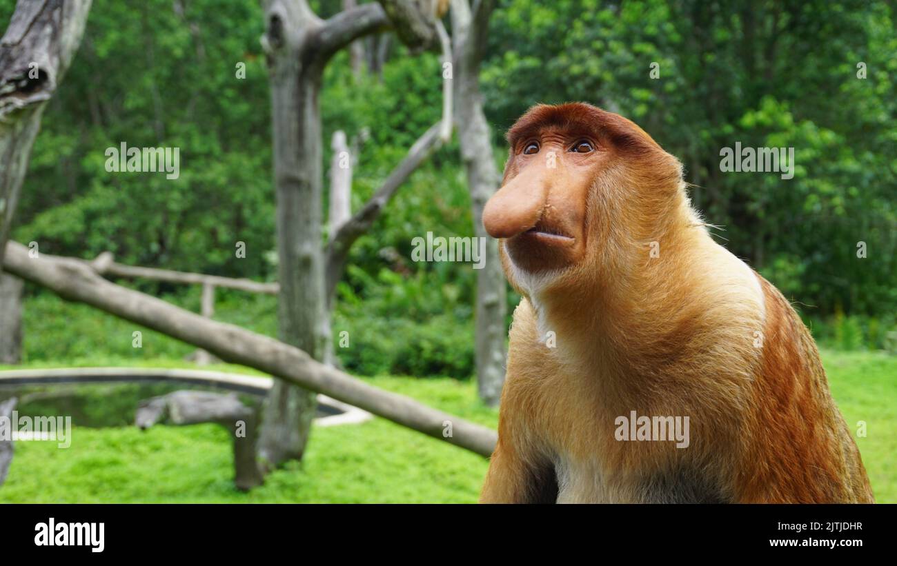 Nahaufnahme eines Proboscis-Affen, nasalis larvatus. Malaysia. Stockfoto