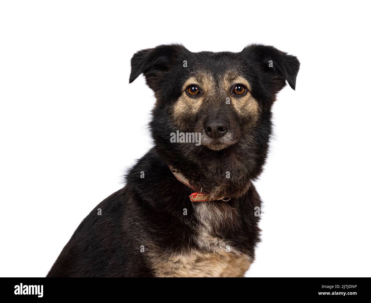 Kopfaufnahme eines hübschen erwachsenen streunenden Hundes, sitzend in Seitenwegen. Blick auf die Kamera. Isoliert auf weißem Hintergrund. Stockfoto