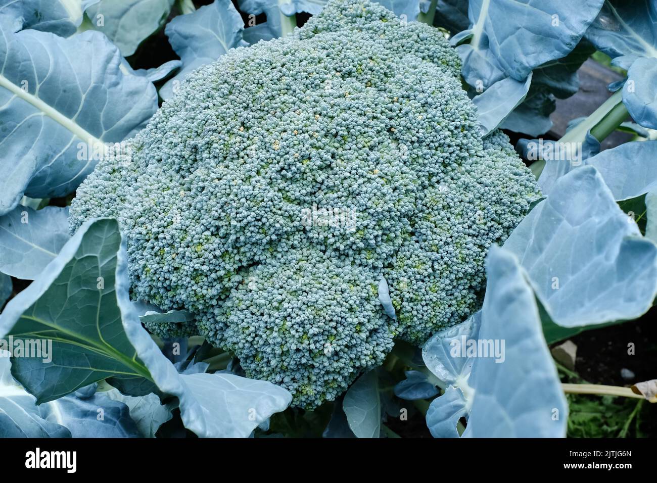 Schönes und prächtiges Beispiel von Brokkoli in einem Gemüsegarten. Stockfoto