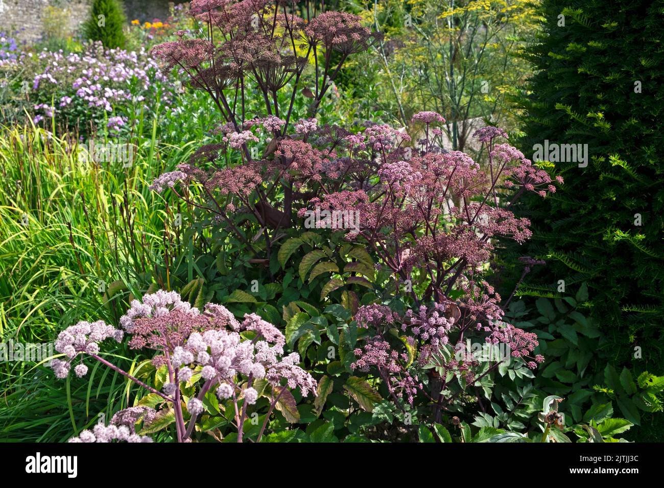 Sambucus mit violett-rosa umbelliferen Blüten, die im Sommer in den Aberglasney Gardens blühen August 2022 Llangathen Carmarthenshire Wales UK KATHY DEWITT Stockfoto