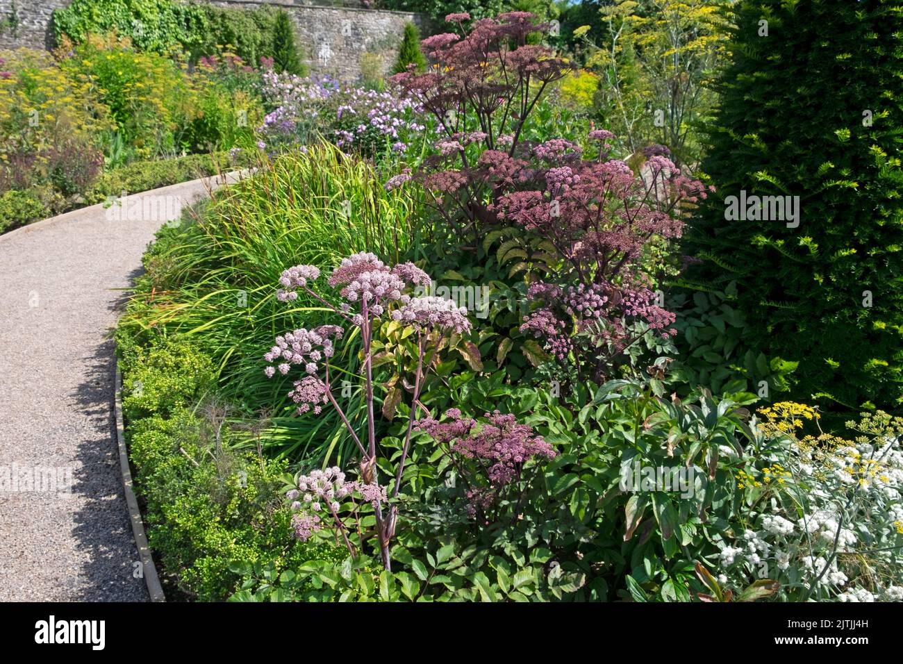 Sambucus mit violett-rosa umbelliferen Blüten, die im Sommer in den Aberglasney Gardens blühen August 2022 Llangathen Carmarthenshire Wales UK KATHY DEWITT Stockfoto