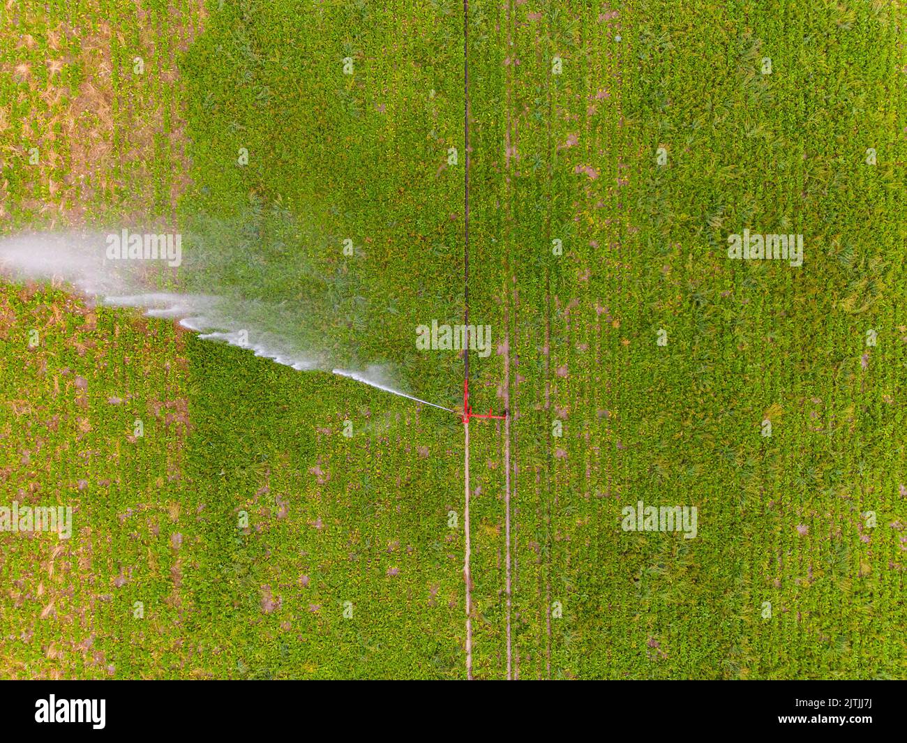 Landwirtschaftliche Bewässerung mit Wasserstrahl bricht im Wind direkt von oben gesehen Stockfoto