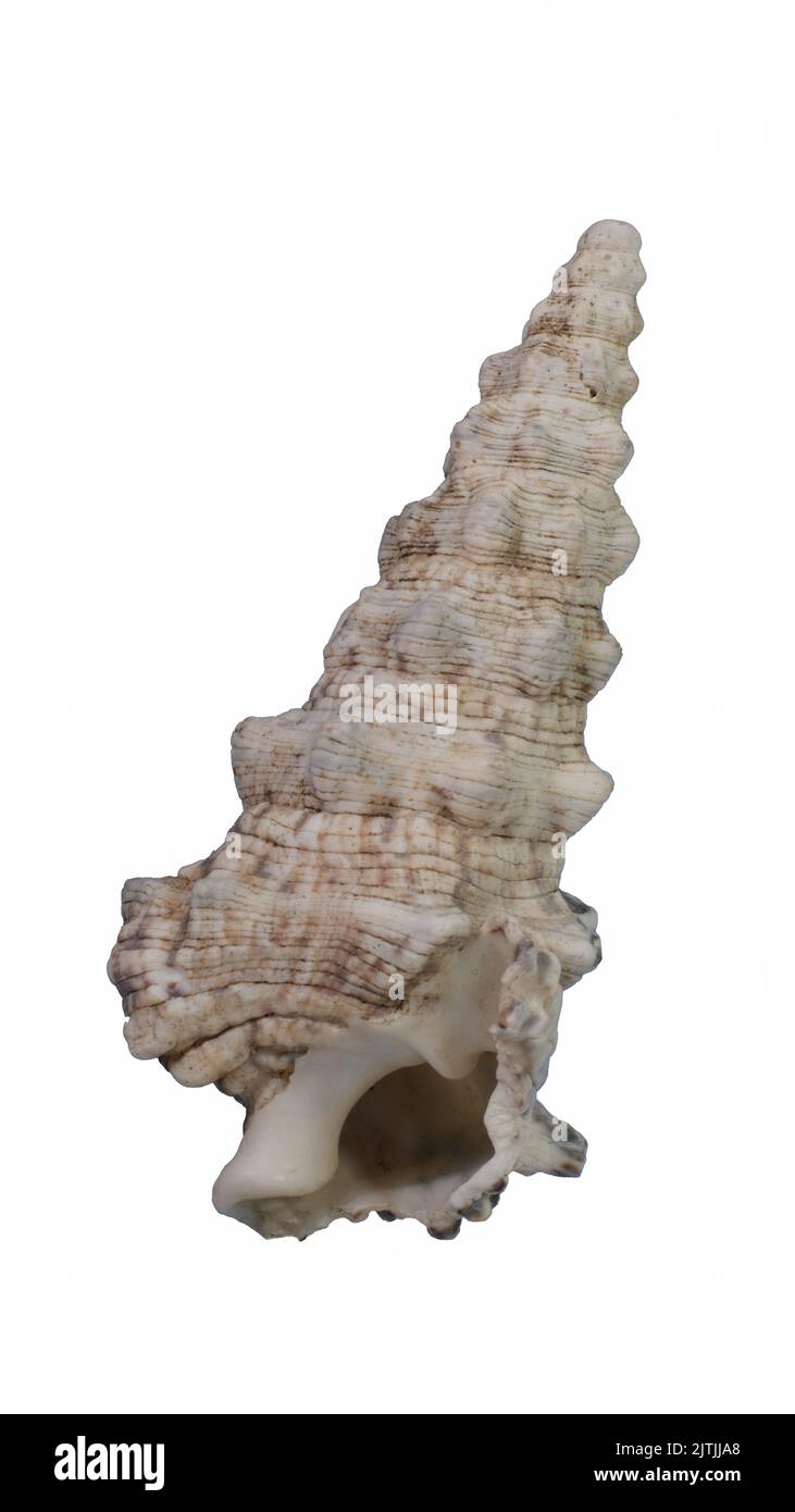 Weiß und braun gestreifte spiralförmige Muschel isoliert auf weißem Hintergrund mit Clipping Pfad Stockfoto