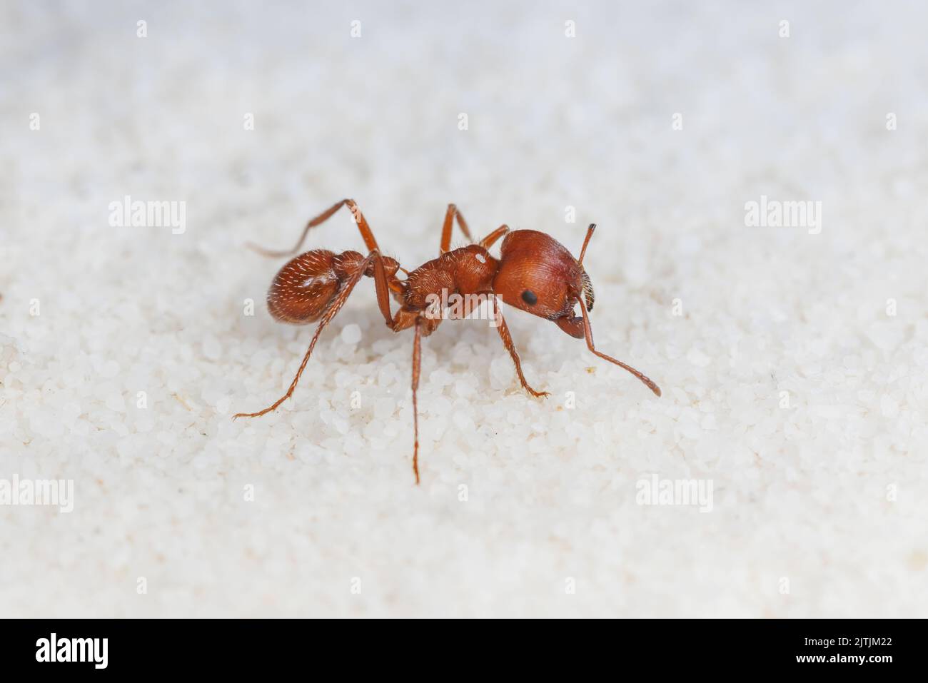 WESTERN Harvester Ant (Pogonomyrmex occidentalis) Stockfoto