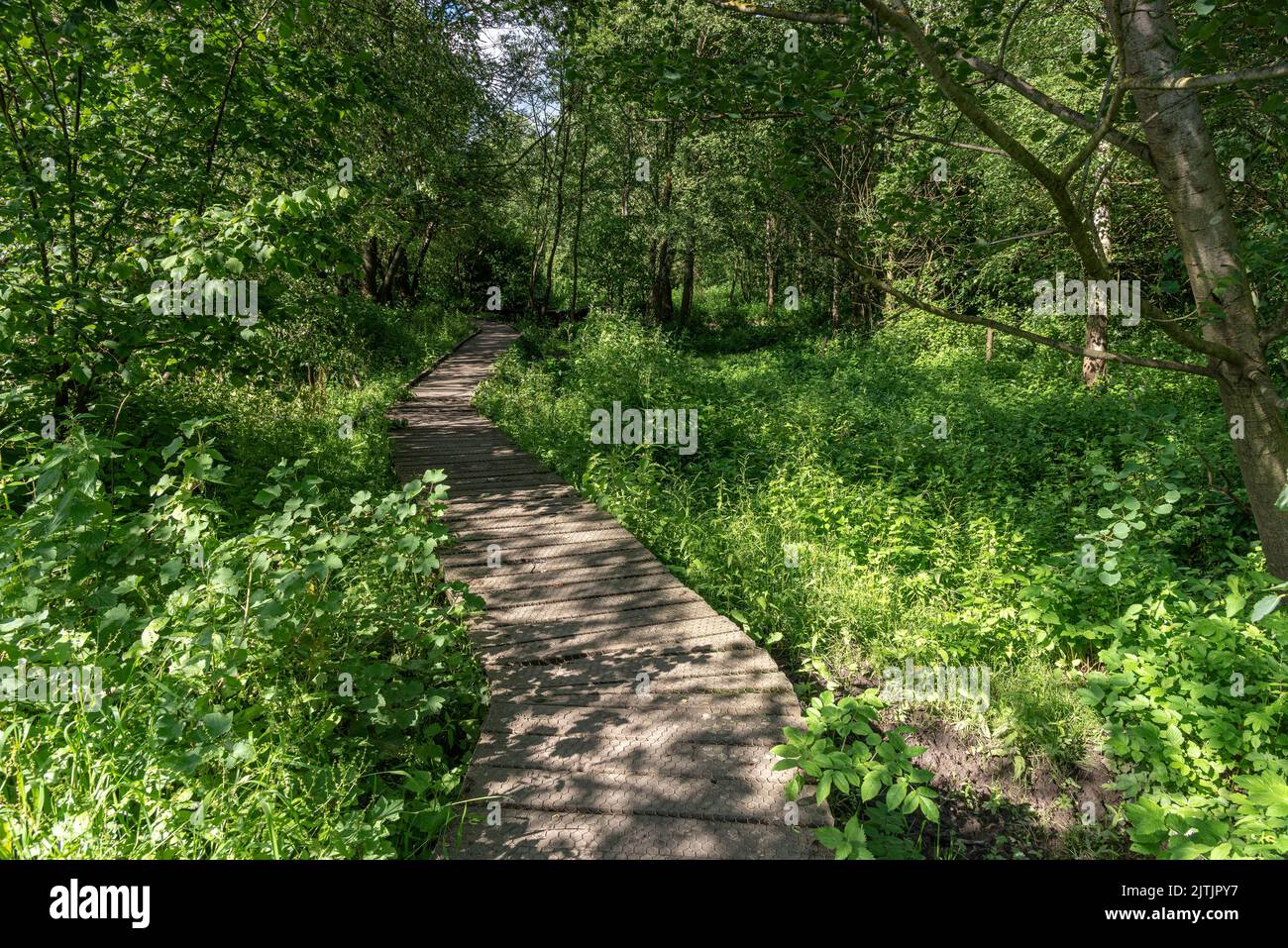 Die Promenade in Lady Spring Wood, Malton Stockfoto