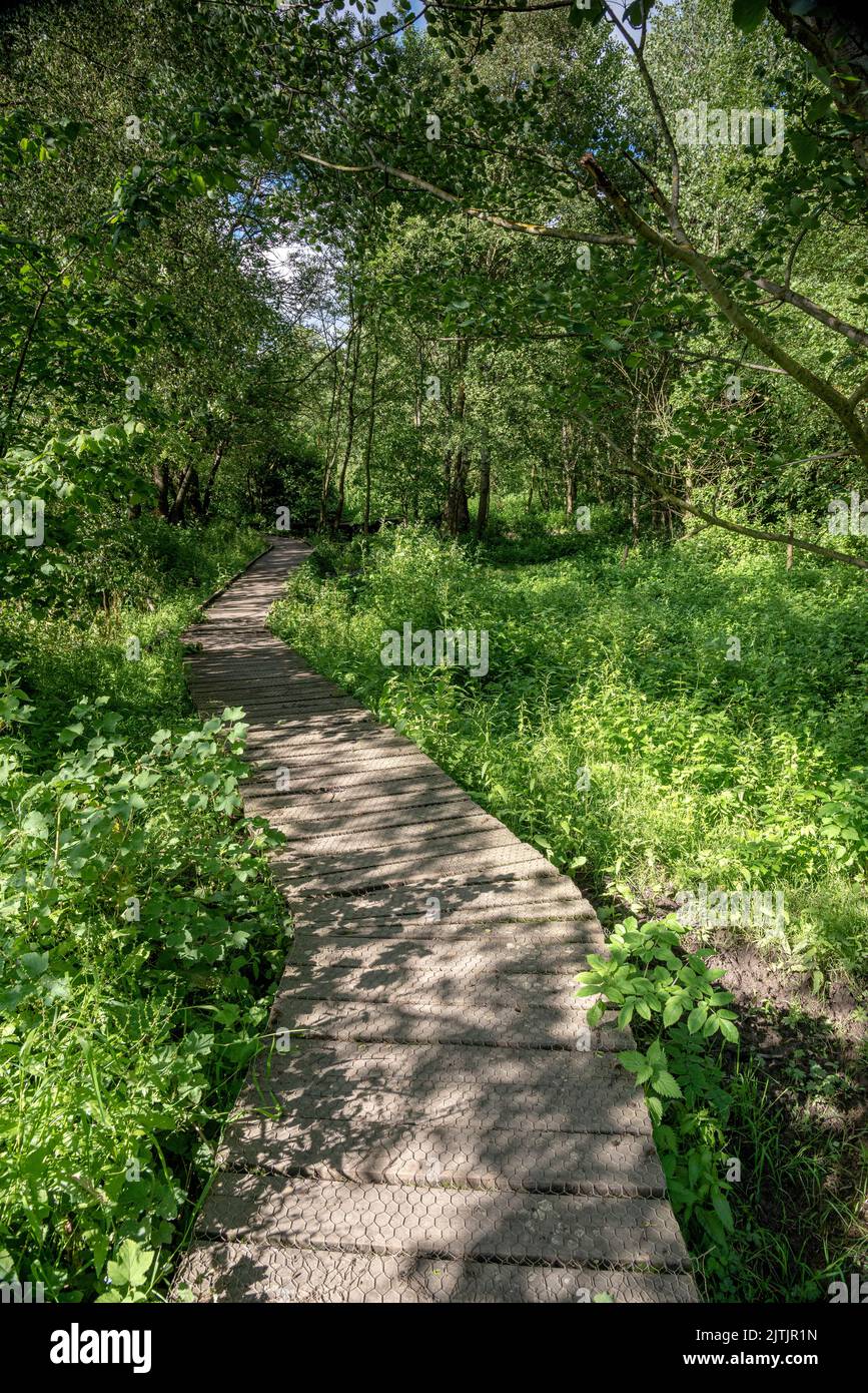 Die Promenade in Lady Spring Wood, Malton Stockfoto