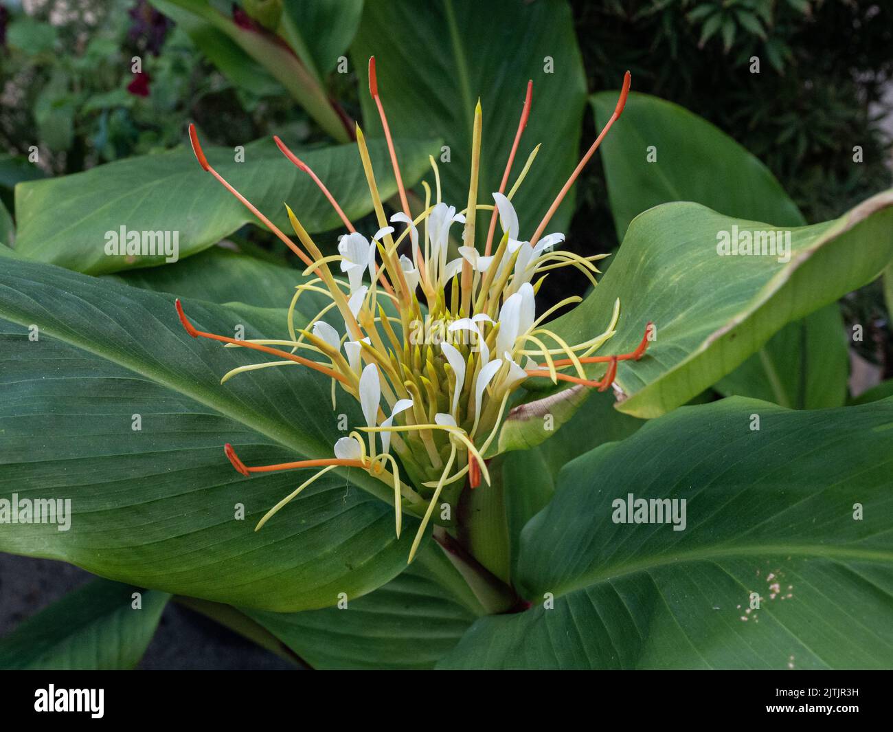 Eine Nahaufnahme des sich öffnenden weißen Blütenkopfes der Ingwerlilie Hedychium ellipticum Stockfoto