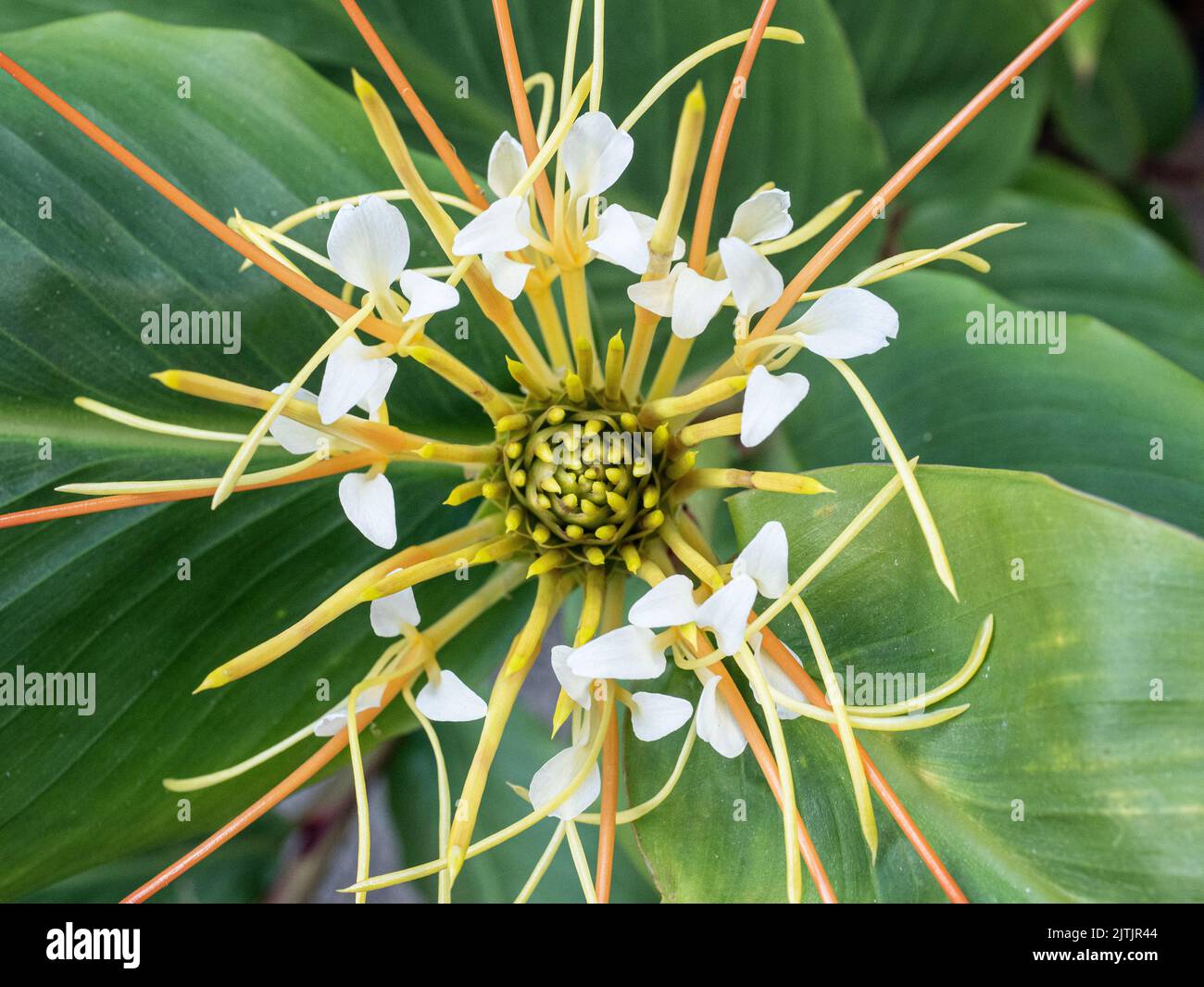 Eine Nahaufnahme der Mitte des sich öffnenden weißen Blütenkopfes der Ingwerlilie Hedychium ellipticum Stockfoto