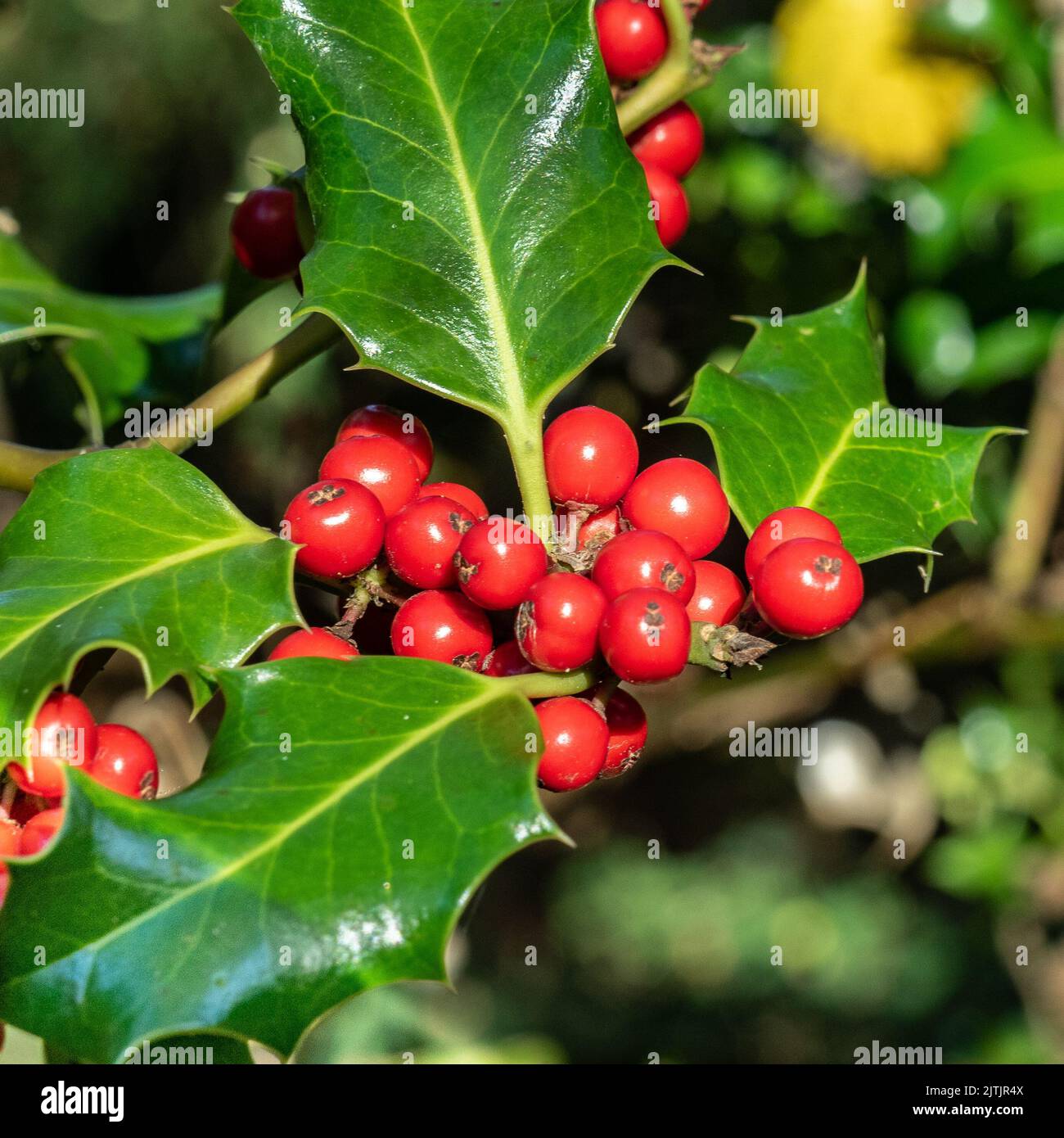 Eine Gruppe leuchtend roter Holly-Beeren, umgeben von leuchtend grünen Holly-Blättern Stockfoto