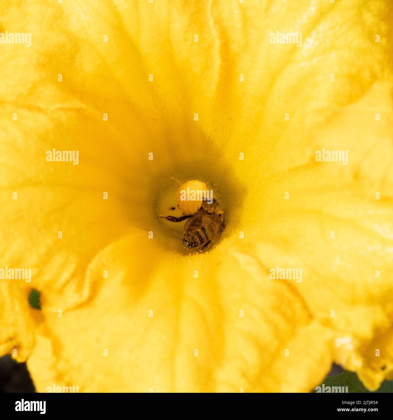 Eine Nahaufnahme einer Honigbiene, die Nektar von einer leuchtend gelben Zucchini-Pflanze sammelt Stockfoto